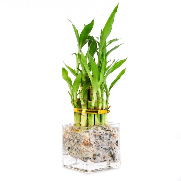 Lucky Bamboo Arrangement - Mini Tiered Cube