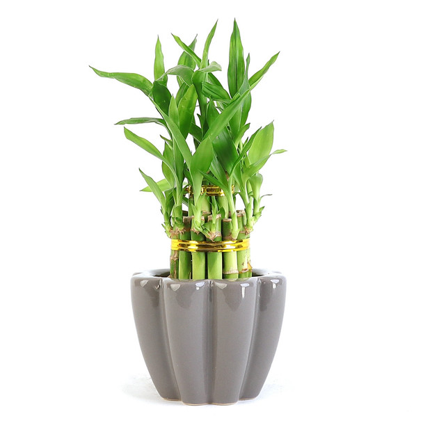 Lucky Bamboo Arrangement - Mini Tiered Flower