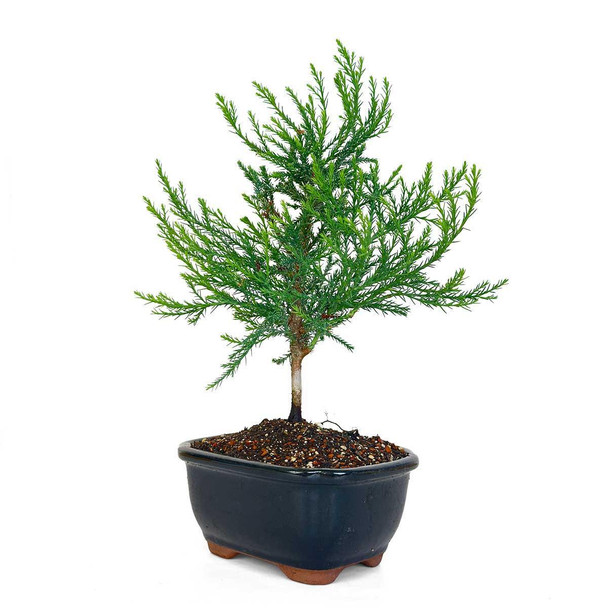 Miniature Giant Sequoia