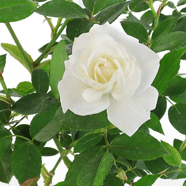 Miniature Rose Bonsai - White