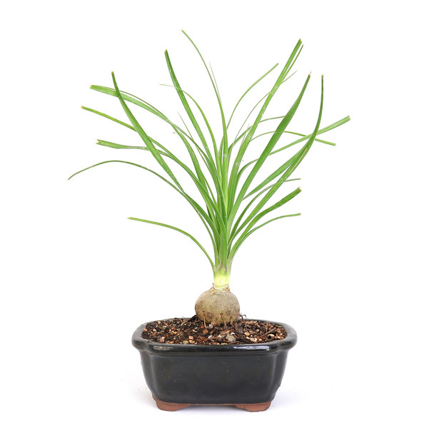 Bonsai - Miniature Ponytail Palm Bonsai Tree