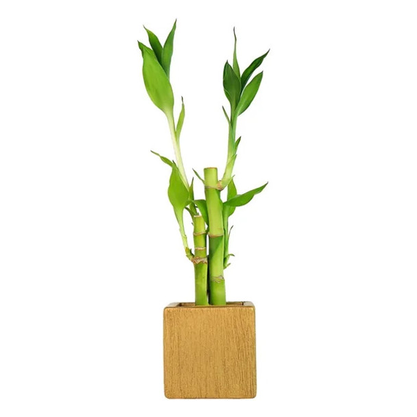 Lucky Bamboo Arrangement - Modern Square - Gold