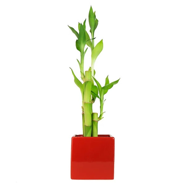 Lucky Bamboo Arrangement - Modern Square - Red