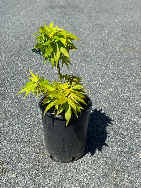 Acer palmatum 'Mikawa Yatsubusa' - Dwarf Japanese Maple, 1 gallon