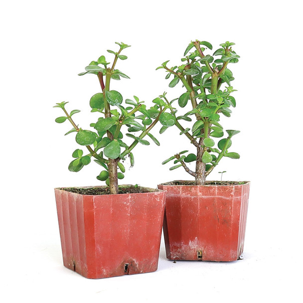 Portulacaria Afra - Jade