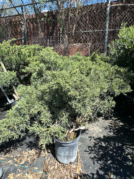 Juniperus Chinensis 'Prostrata' - Prostrata Juniper, 1 gallon