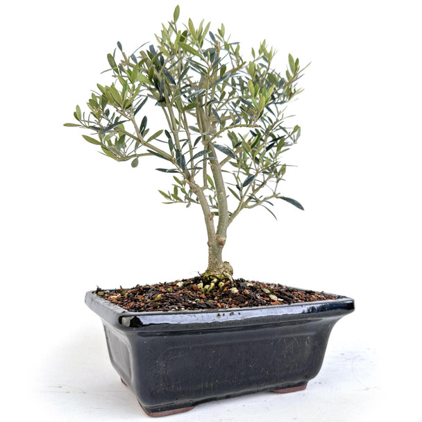 Olea Oleaster - 294801