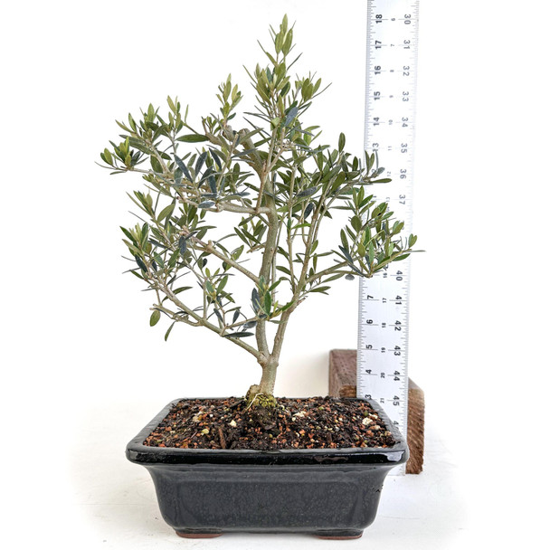 Olea Oleaster - 294801