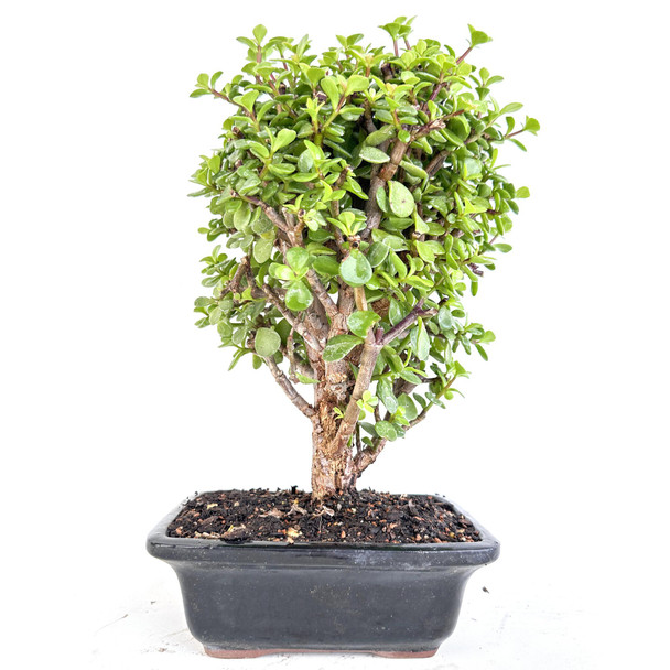 Cork Bark Jade Portulacaria afra 'Frank' - 294804