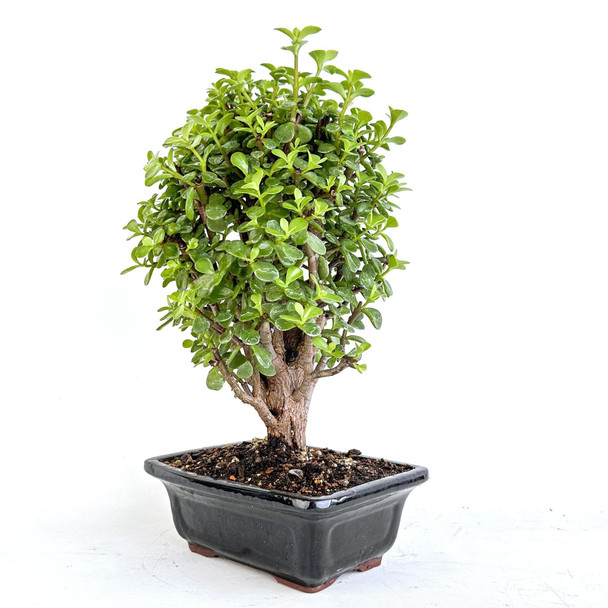 Cork Bark Jade Portulacaria afra 'Frank' - 294805