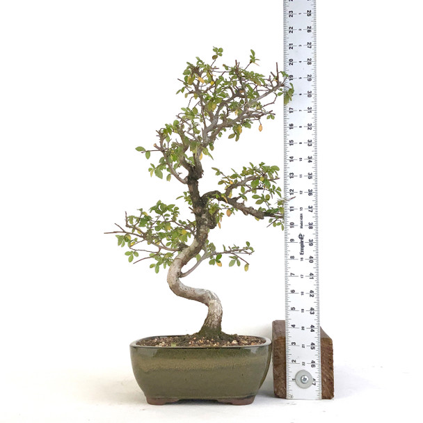 Chinese Elm (Ulmus parvifolia) - 294811