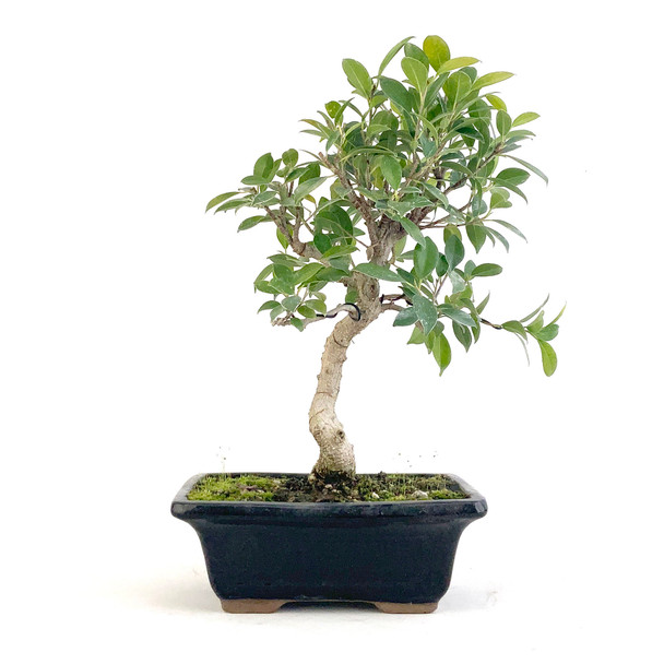 Golden Gate Ficus (Ficus microcarpa) - 294818