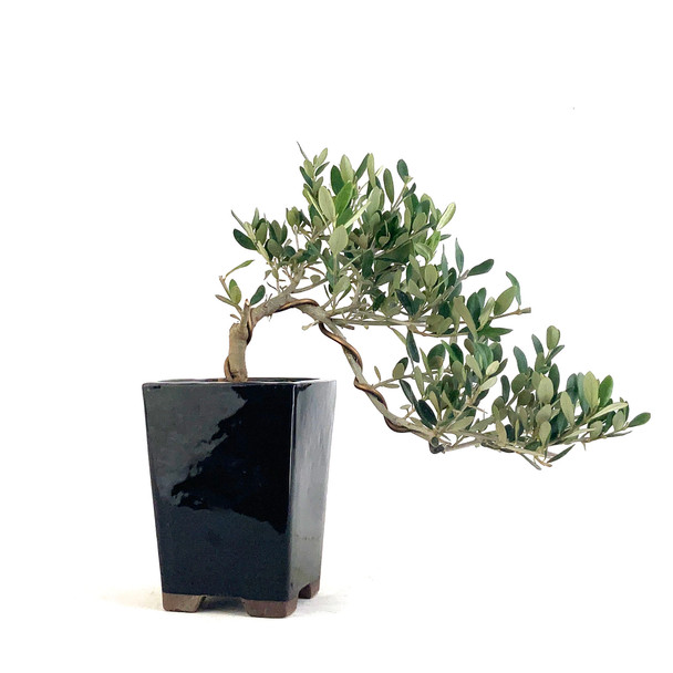 Little Ollie Olive Cascade (Olea europaea) - 294819