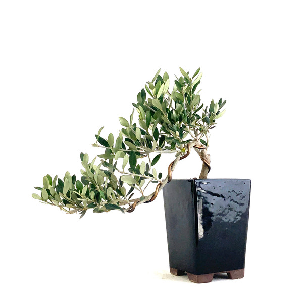 Little Ollie Olive Cascade (Olea europaea) - 294819