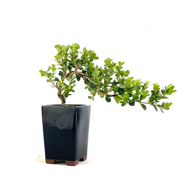 Japanese Boxwood Cascade (Buxus microphylla var. Japonica) - 294820