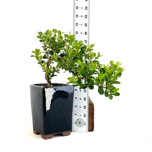 Japanese Boxwood Cascade (Buxus microphylla var. Japonica) - 294820