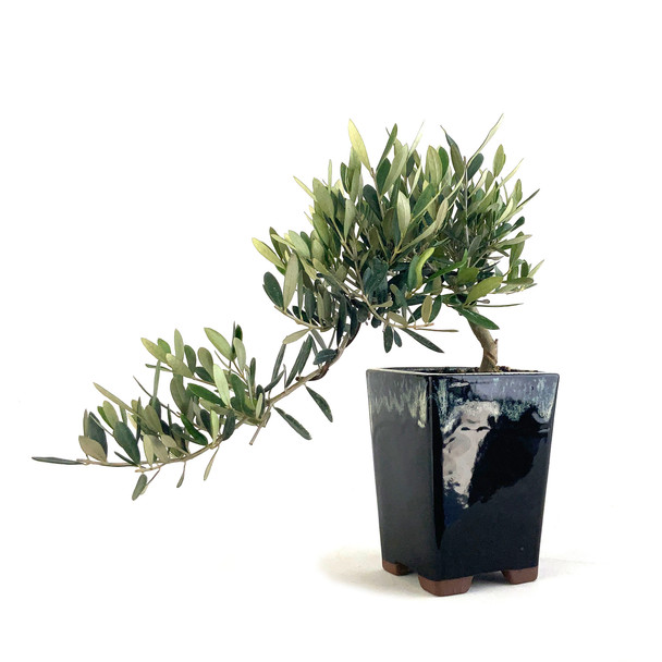 Little Ollie Olive Cascade (Olea europaea) - 294821