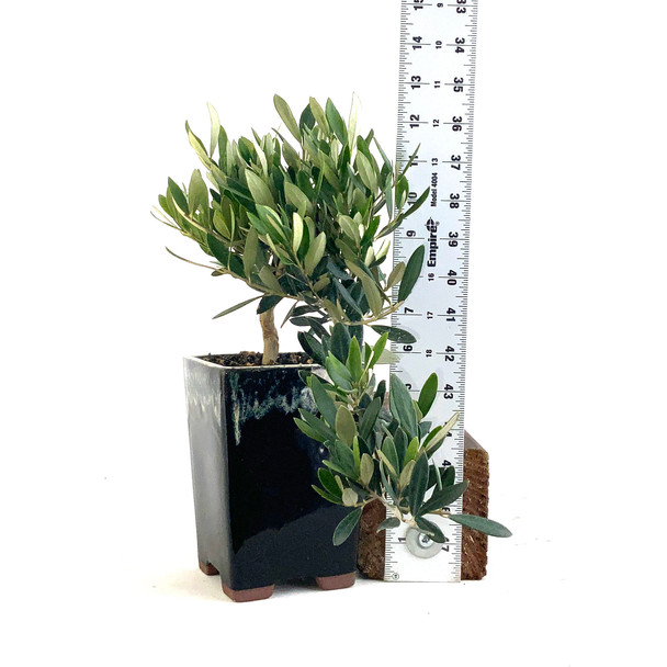 Little Ollie Olive Cascade (Olea europaea) - 294821