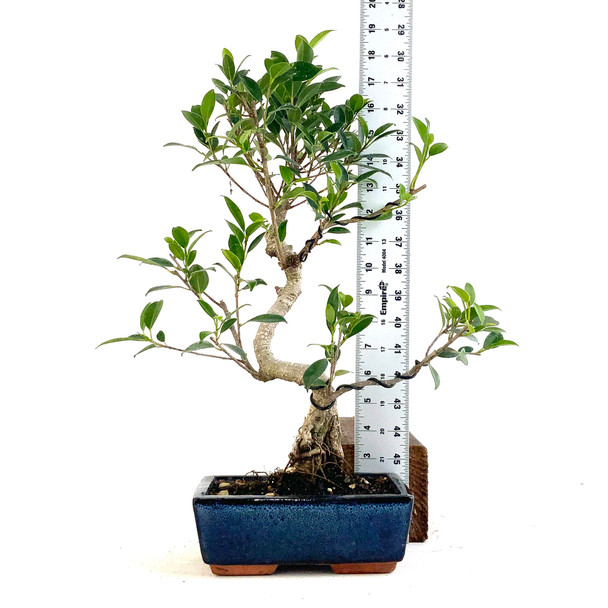 Golden Gate Ficus (Ficus microcarpa) - 294825