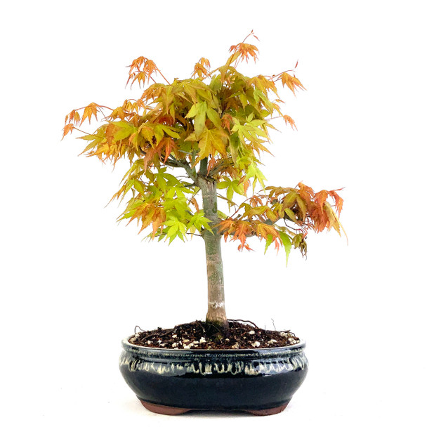 Japanese Katsura Maple (Acer palmatum) - 294826