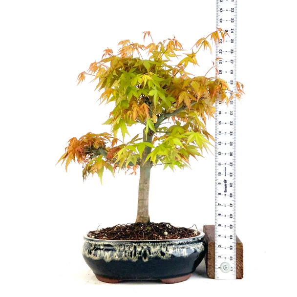 Japanese Katsura Maple (Acer palmatum) - 294826