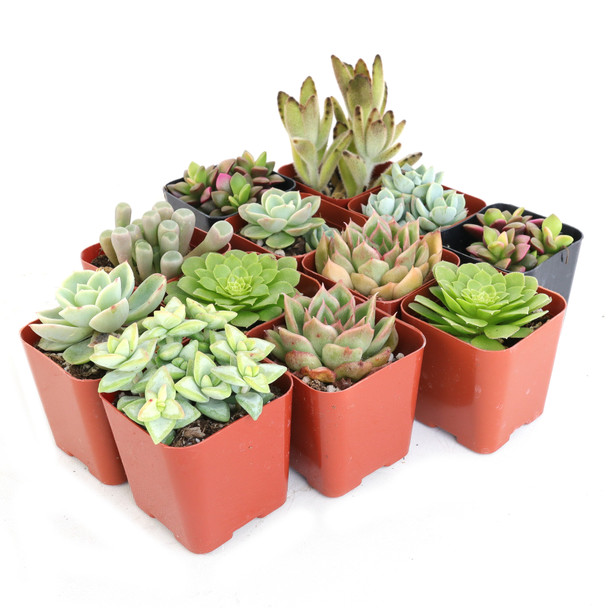 Succulent Color Assortment 2"- Set of 12