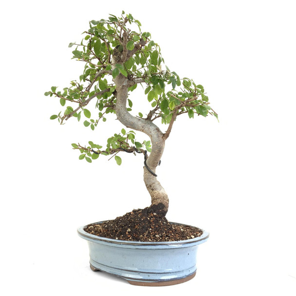 Chinese Elm (Ulmus parvifolia) - 294830