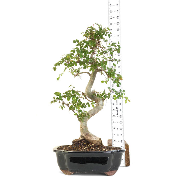 Chinese Elm (Ulmus parvifolia) - 294831