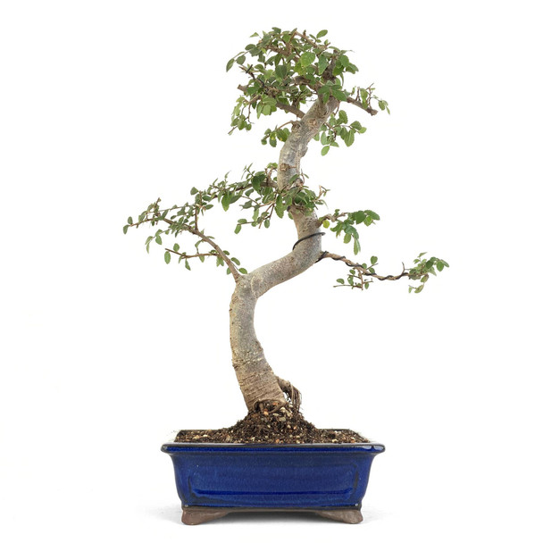 Chinese Elm (Ulmus parvifolia) - 294832