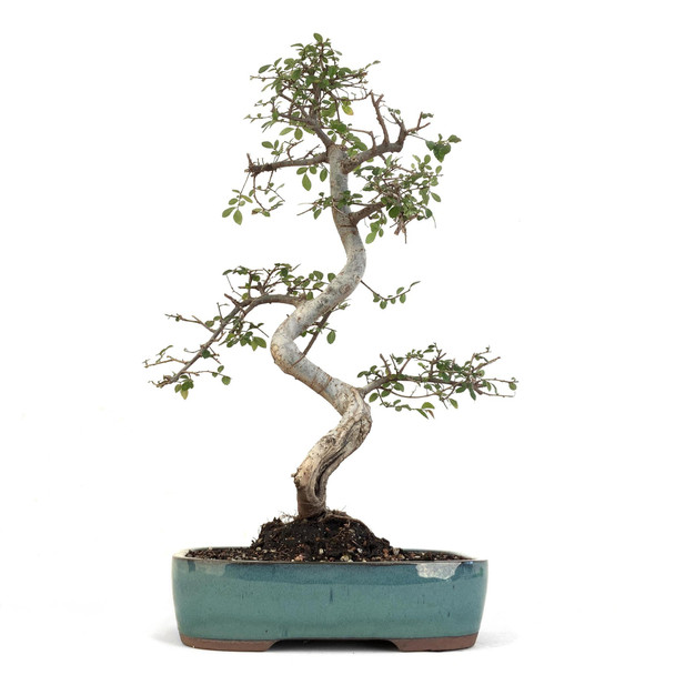 Chinese Elm (Ulmus parvifolia) - 294833