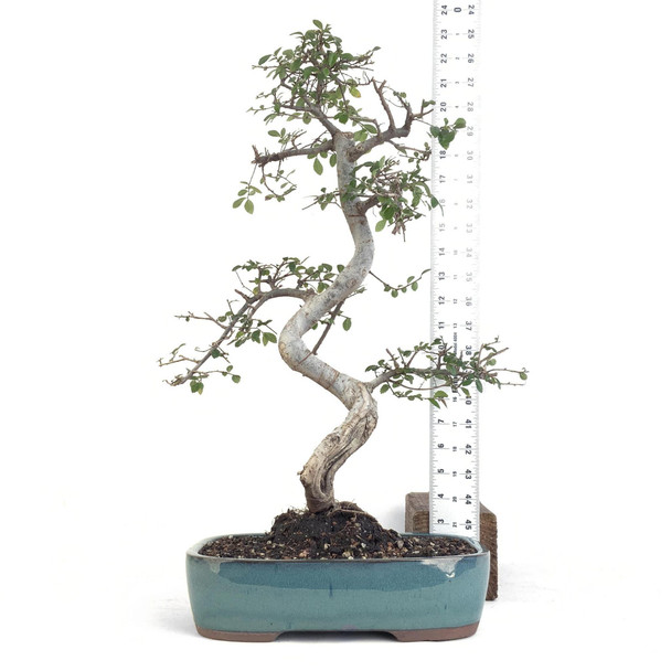 Chinese Elm (Ulmus parvifolia) - 294833