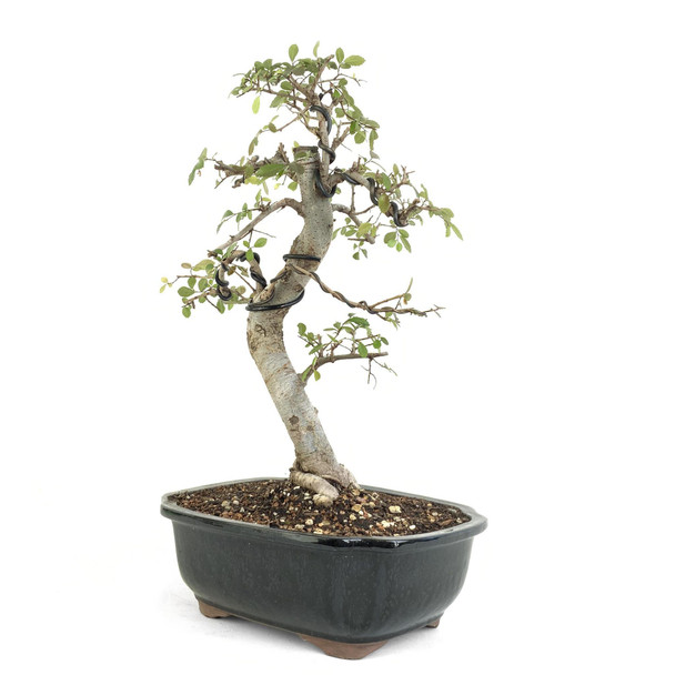 Chinese Elm (Ulmus parvifolia) - 294835