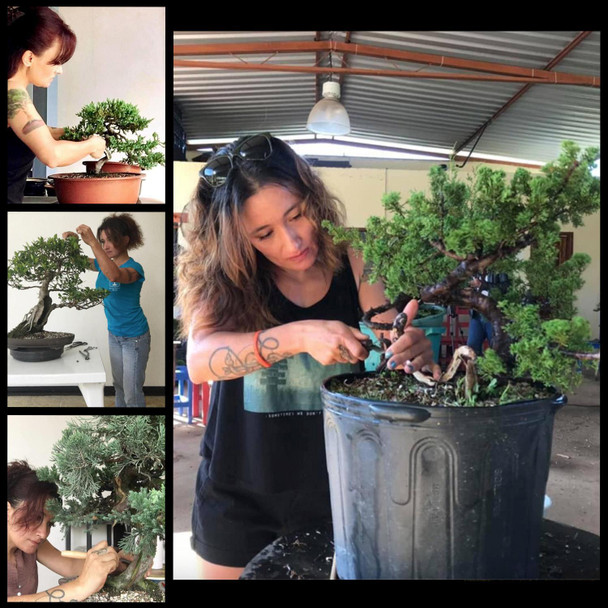 PAST EVENT - Bonsai Workshop / Class with Lili Tello Ortiz