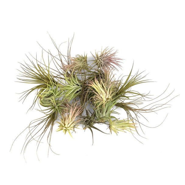 Pack of 20 Air Plants - Assorted Tillandsia