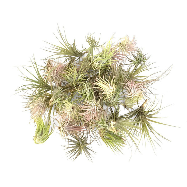 Pack of 50 Air Plants - Assorted Tillandsia