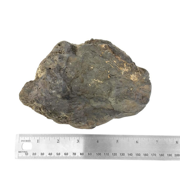 Japanese Suiseki - Water Puddle Stone