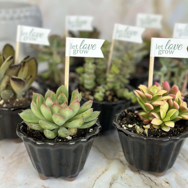 Mini Potted Succulents Favor - Assorted Succulents
