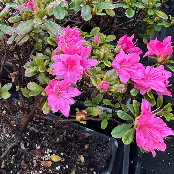 Kurume Azalea - Sherwood Pink