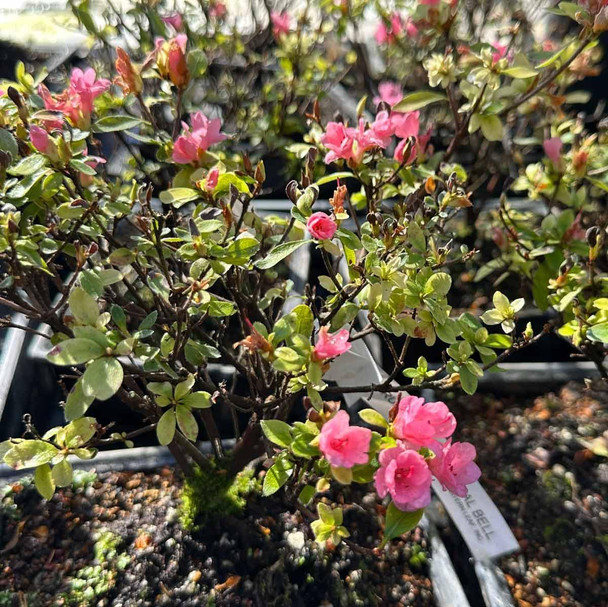Kurume Azalea - Coral Bells Pink