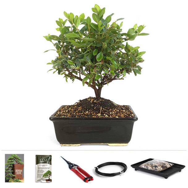 Kurume Azalea - Apple Blossom Starter Kit