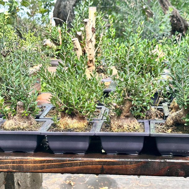 PAST EVENT Bonsai Workshop / Class with Cesar Ordoñez, Sunday, July 20, 2025 + Olive Raw Material Included