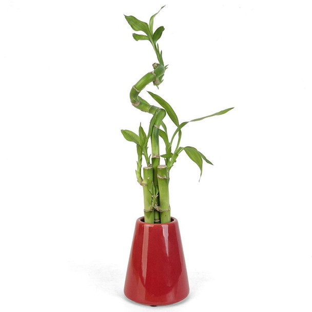 Red Cone Lucky Bamboo Arrangement
