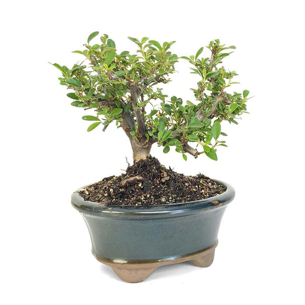 Artist Curated Shohin Cotoneaster - 294842