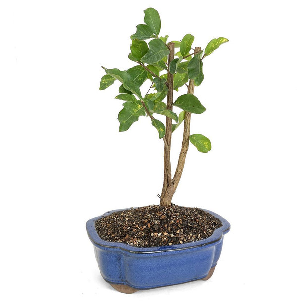Crepe Myrtle Bonsai - Purple