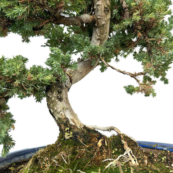 Artist Curated Juniper - 294851