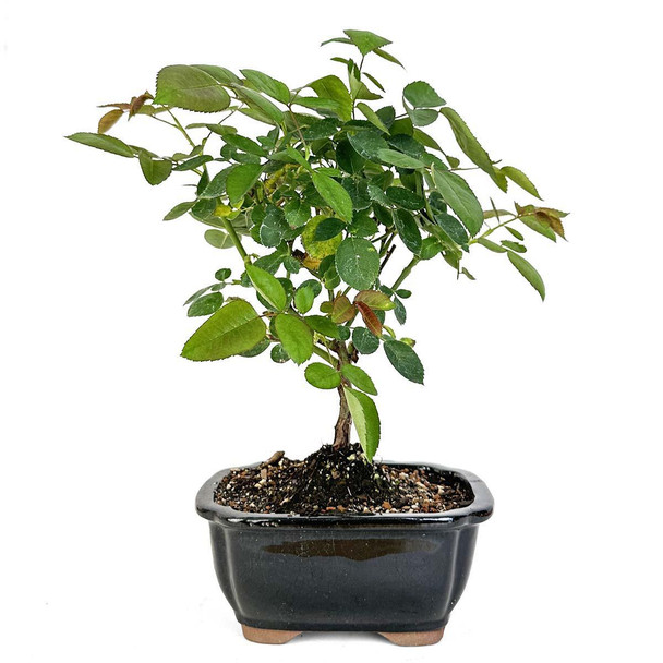 Miniature Rose Bonsai - Red