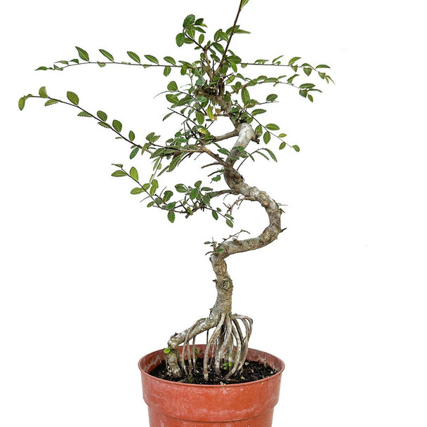 Ready to Style Exposed Root Chinese Elm - 294853