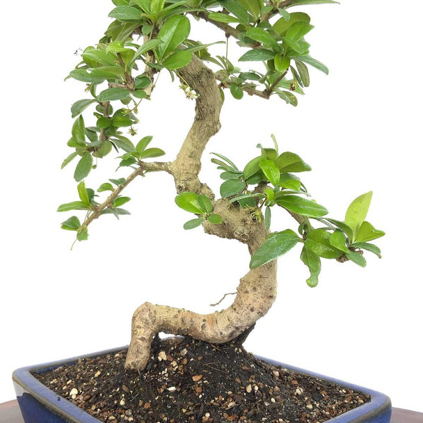 Artist Curated Fukien Tea Tree - 294856