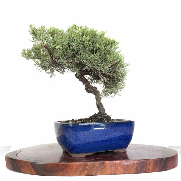 Artist Curated Juniper - 294857