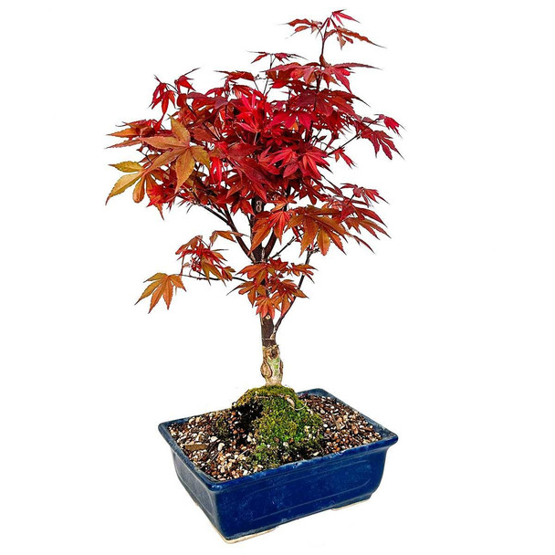 Dwarf Japanese Maple Bonsai - Twombly's Red Sentinel